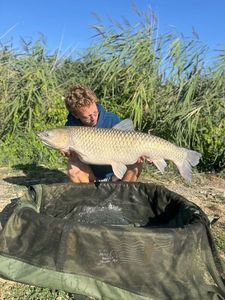Grass Carp
