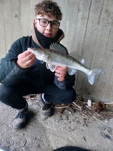 Zander