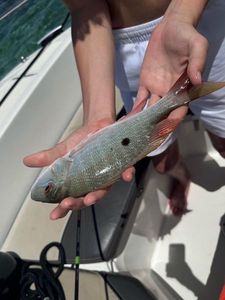 Redbanded Seabream