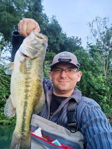 Largemouth Bass
