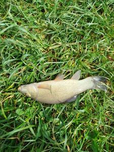 Tench