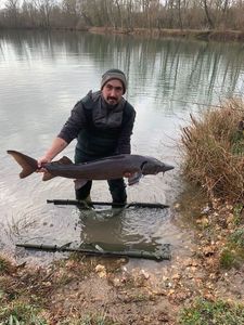 Sturgeon