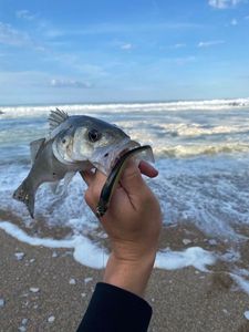 European Bass (Seabass)