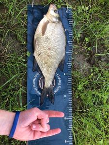 Common Bream