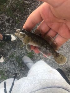 Black Goby