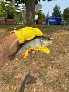 European Perch