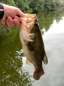 Largemouth Bass