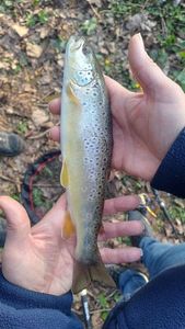 Brown Trout