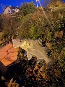 European Bass (Seabass)