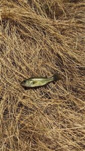Smallmouth Bass