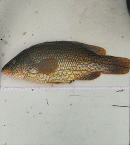 Ballan Wrasse