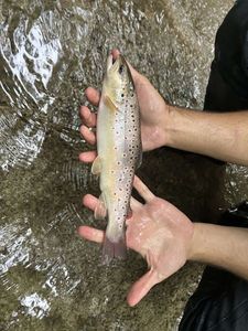 Brown Trout