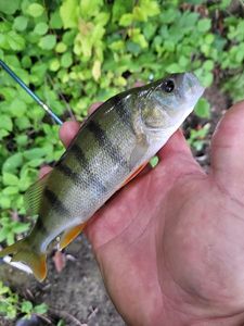 European Perch
