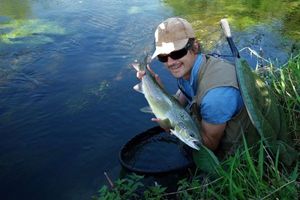 Atlantic Salmon