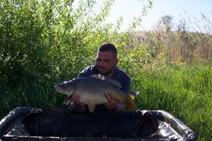 Common Carp