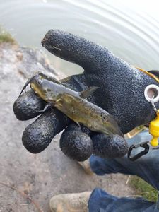 Black Bullhead