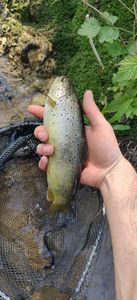 Brown Trout
