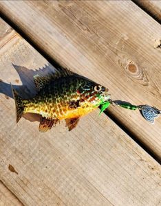 Pumpkinseed
