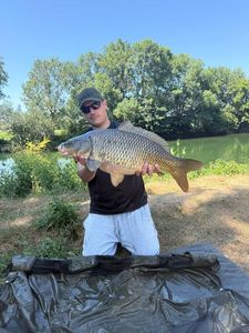 Common Carp