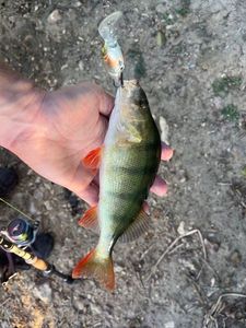 European Perch
