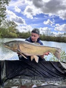 Grass Carp