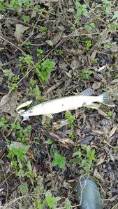 Brochet