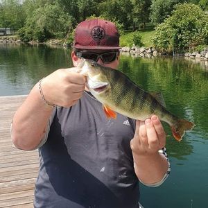 European Perch
