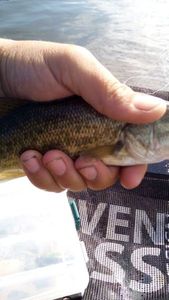 Largemouth Bass