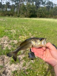 Largemouth Bass
