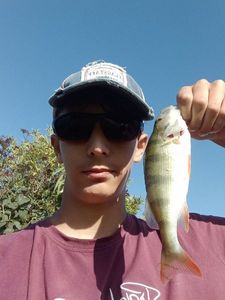 European Perch