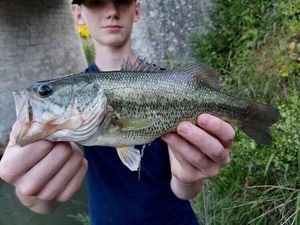 Largemouth Bass