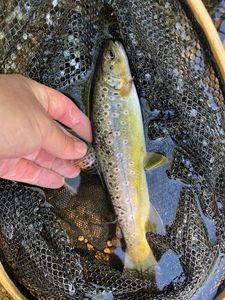 Brown Trout