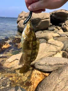 Ballan Wrasse