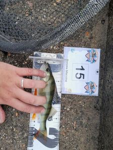 European Perch