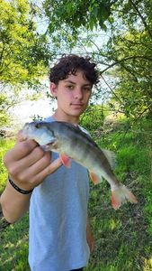 European Perch