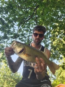 Largemouth Bass