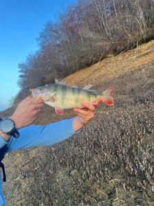 Yellow Perch