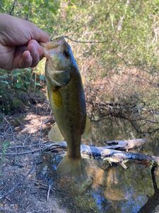 Largemouth Bass