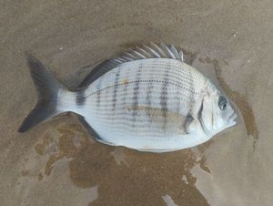 White Seabream