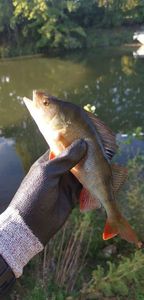 European Perch