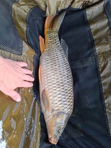 Common Carp