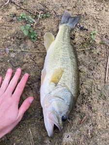 Largemouth Bass