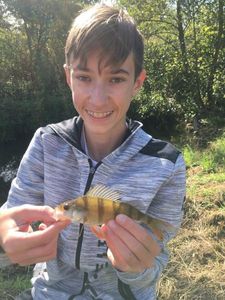 European Perch