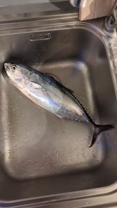 Blackfin Tuna