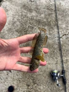 Giant Goby