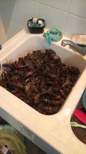 Red Swamp Crayfish