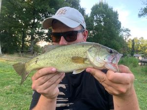 Largemouth Bass