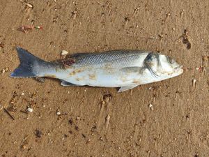 European Bass (Seabass)