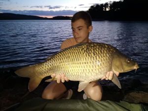 Common Carp