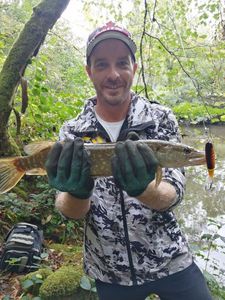 Chain Pickerel